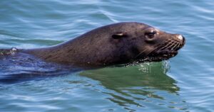 Read more about the article More than a dozen sea lions along the Malibu coast are reported sick