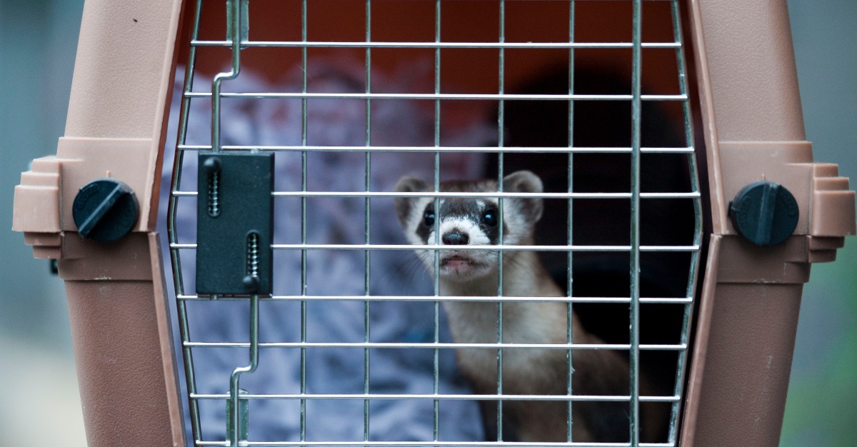 You are currently viewing Trump, DOGE job cuts imperil endangered black-footed ferrets