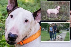 Read more about the article Florida dog Trooper who was cruelly tied to fence during Hurricane Milton beats cancer, other major health scare