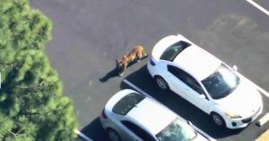 Read more about the article Officers chase mountain lion around SoCal homes, businesses