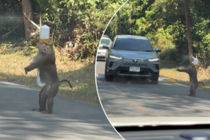 Read more about the article Monkey uses human-like hand signals to direct traffic (Video)