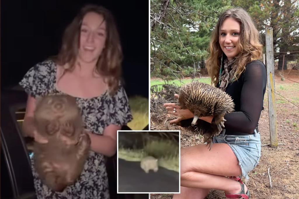 You are currently viewing US influencer Samantha Jones faces visa probe after taking baby Australian wombat from its mother in viral video