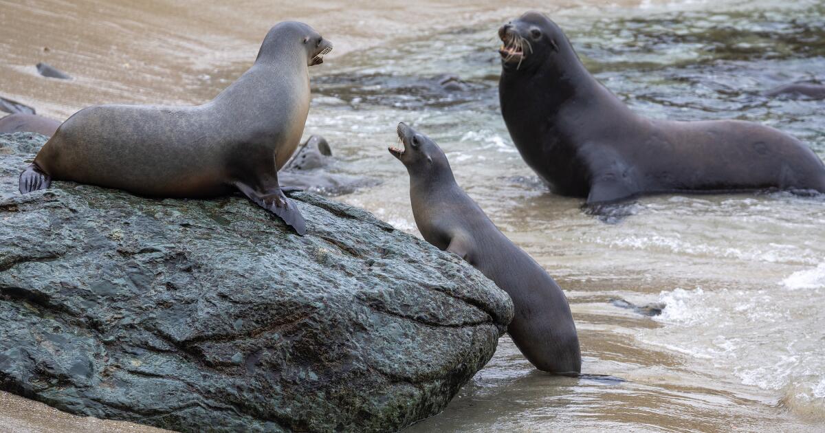 You are currently viewing Mystery surrounds decapitation of sea lion in Northern California