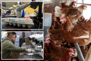 Read more about the article Egg producers accused of raising prices to profit on bird-flu mania