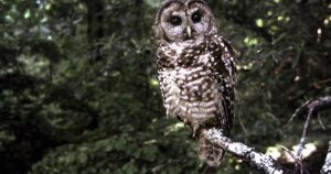 Read more about the article Spotted owls are disappearing fast, and federal cuts could mean no one’s left to count them