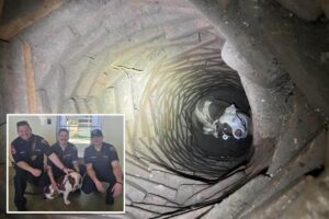 Read more about the article Texas Dog rescued after spending several days in an abandoned well 