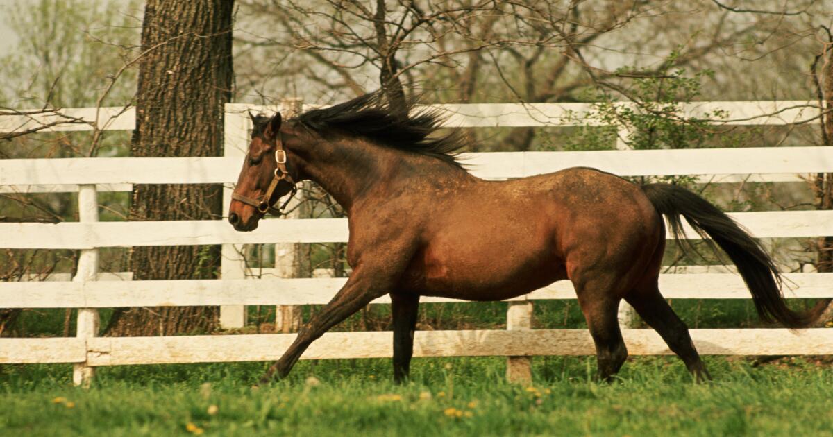 You are currently viewing Calif. woman arrested in horse-tail yanking incident that hurt child