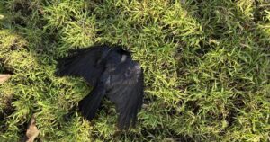 Read more about the article ‘Beyond creepy’: Someone keeps killing crows in L.A. Dozens have died