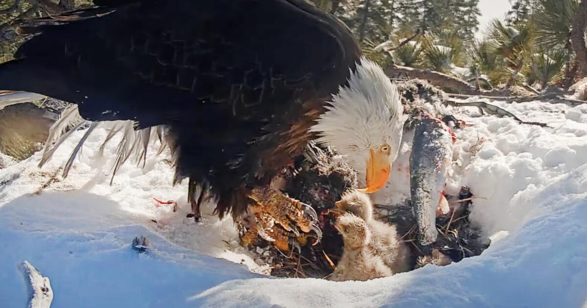 You are currently viewing Chick of Big Bear bald eagles Jackie and Shadow vanishes from view