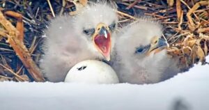 Read more about the article Big Bear bald eagles soon to welcome third chick as pip appears in egg