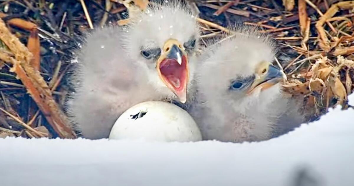 You are currently viewing Big Bear bald eagles soon to welcome third chick as pip appears in egg