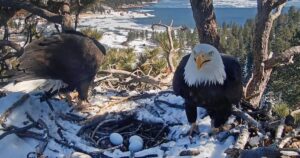 Read more about the article ‘Tears of joy!!!’ It’s a pip for Big Bear bald eagles Jackie and Shadow