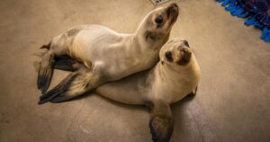 Read more about the article Sea lion suffering from domoic acid poisoning attacked at Ventura Beach